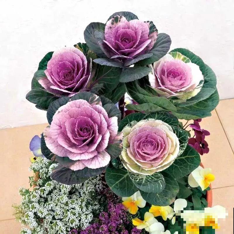 这花冬天不怕冷，越冻越好看，栽在院子里像玫瑰！