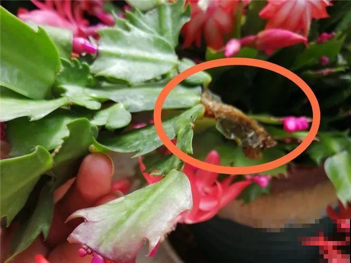 10种花，冬天切记管住手，小心浇完水就掉叶子！