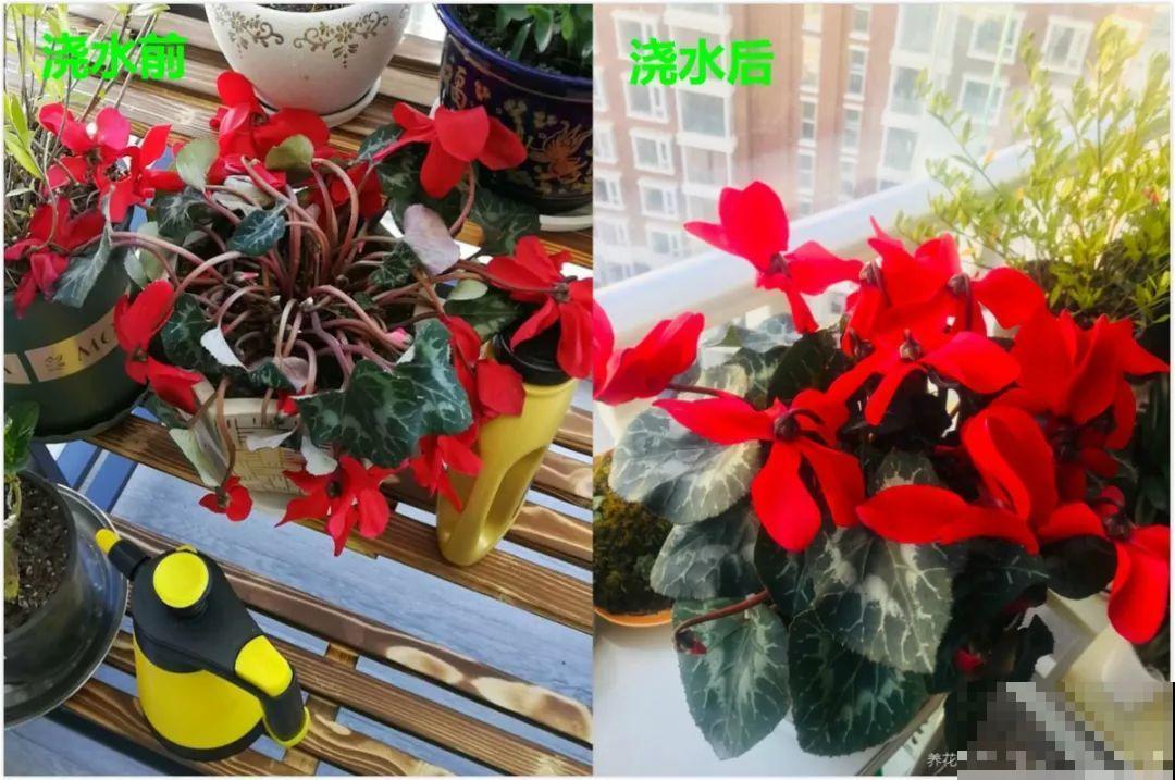 这8种花冬天别饿着，勤浇水多施肥，开花越来越多！