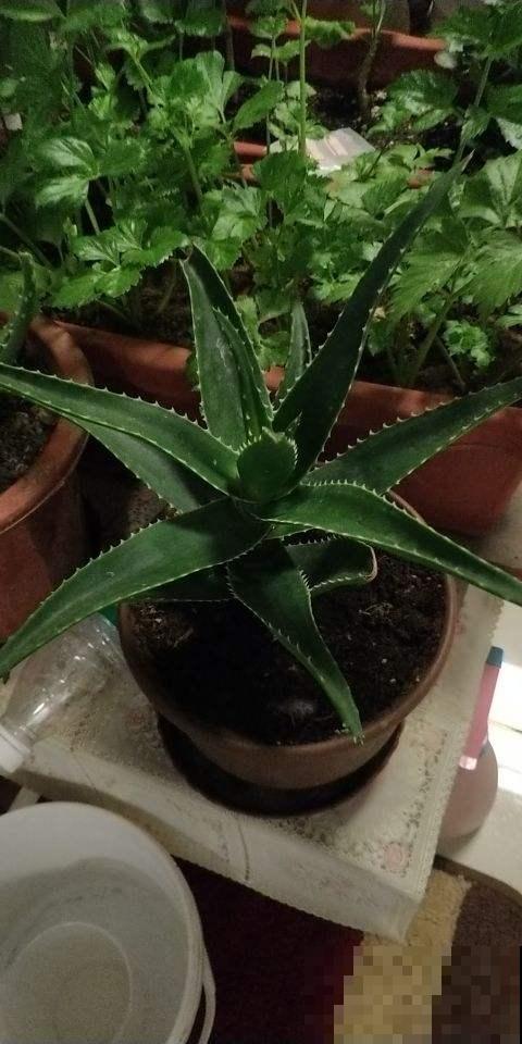 芦荟冬天这么养，一冬能长大好几倍，而且叶片饱满又硬实！