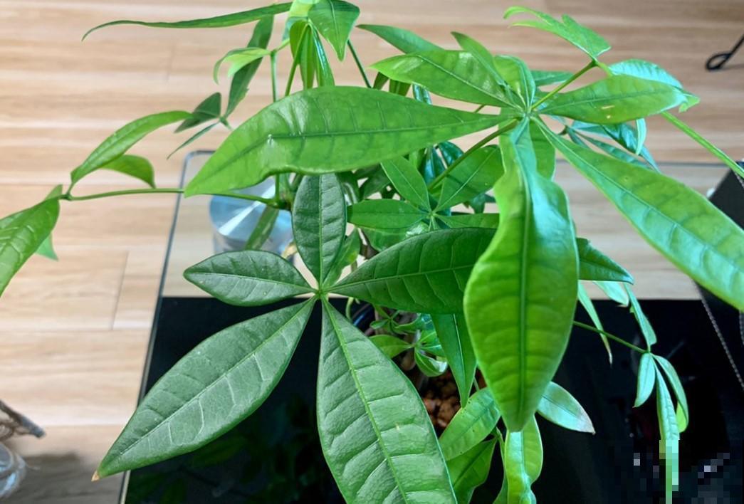 懒人水培植物，就选这3种，轻松又好养！