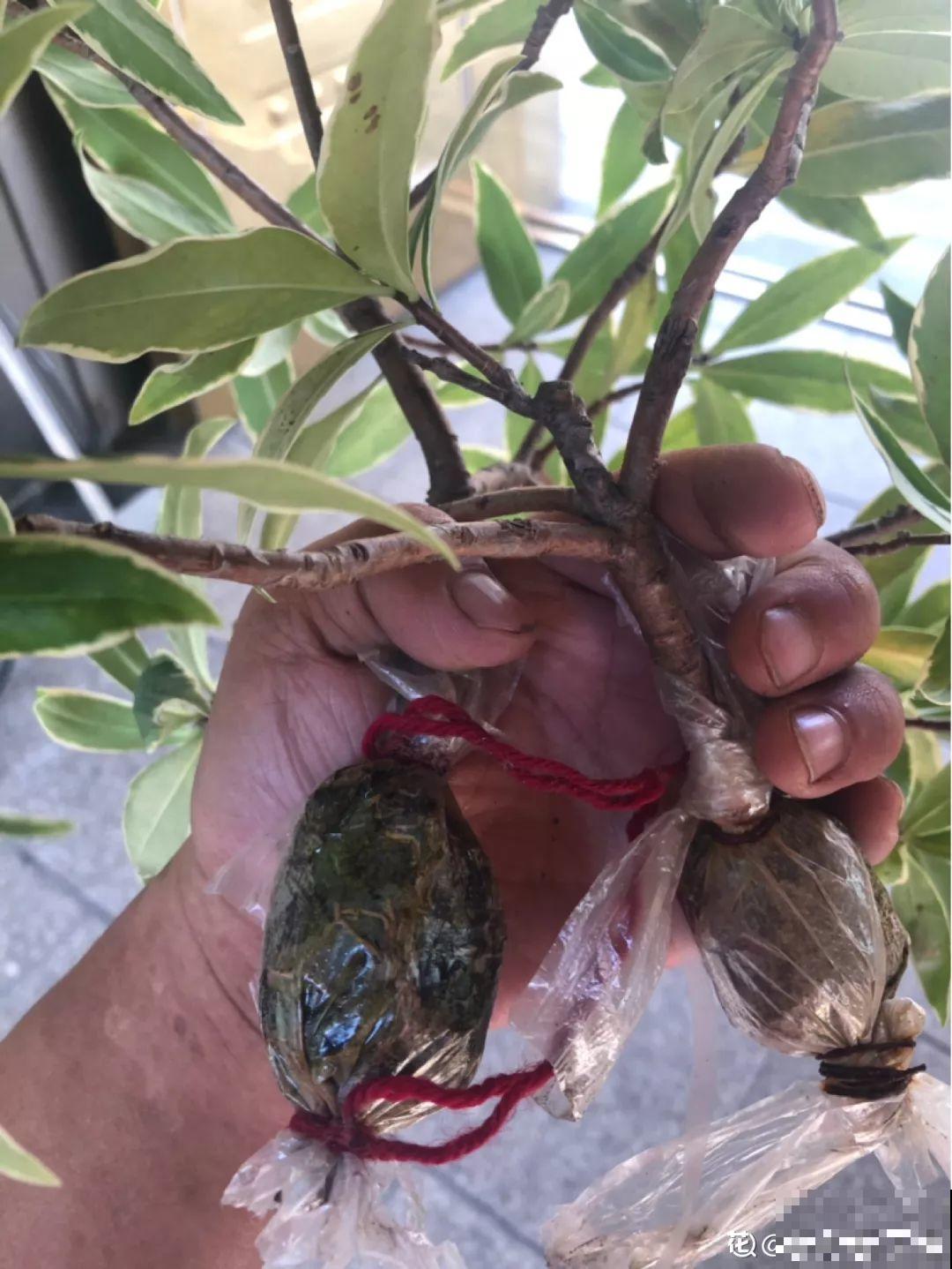 这3种花不用扦插，切个小口子，2个月就生根！