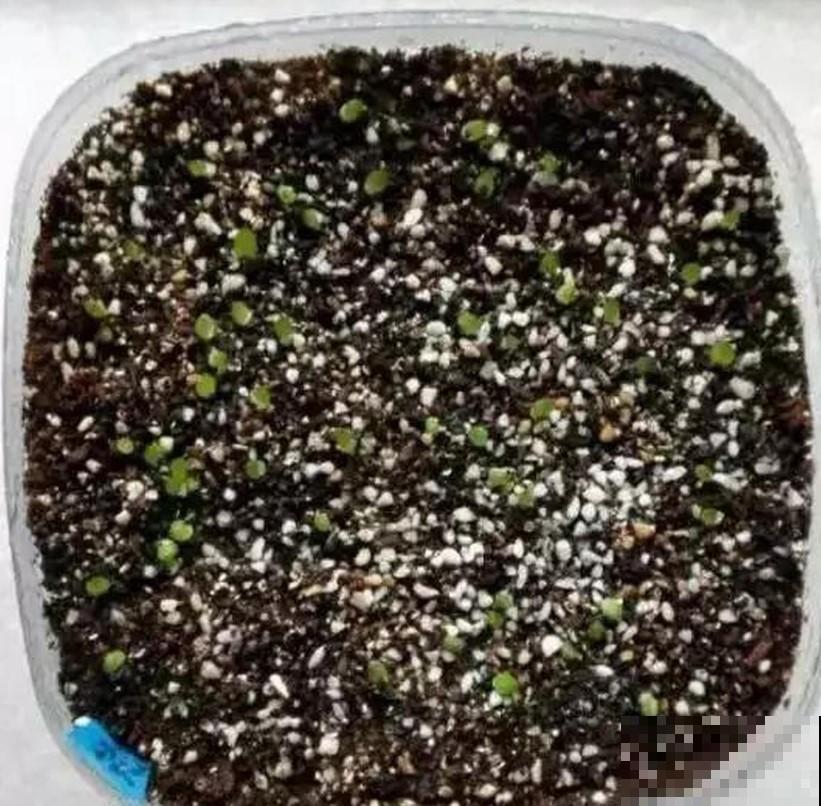 养玉露的小技巧，学一招，叶子透亮像小灯泡！