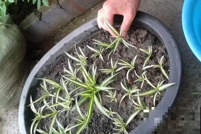 养这花真赚钱，一年能生3麻袋，邻居朋友抢着要！