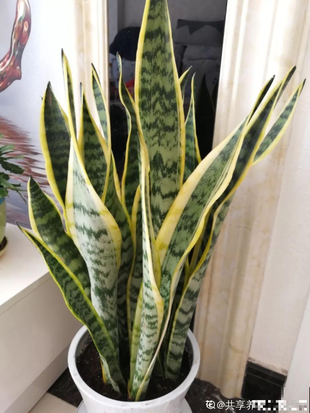 这花太能生,3年冒了25棵,敲破盆才能拿出来! 这花太能生,3年冒了25棵,敲破盆才能拿出来!