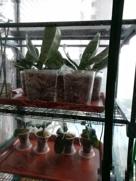 公认的开花机器，一年能开8个月，光不好也能养！
