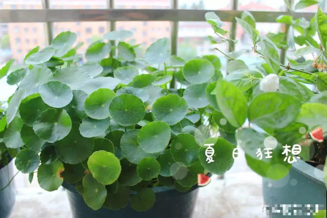 室内养花太难？记住这5点，啥花都能养得好！