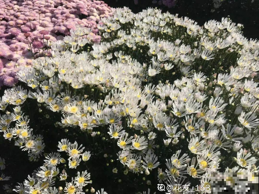 养花的人来到这，美得走不动路，恨不得全搬回家去！