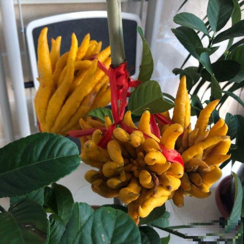 花市卖起金黄佛手，冬天家里放两盆，吉祥美满好兆头！