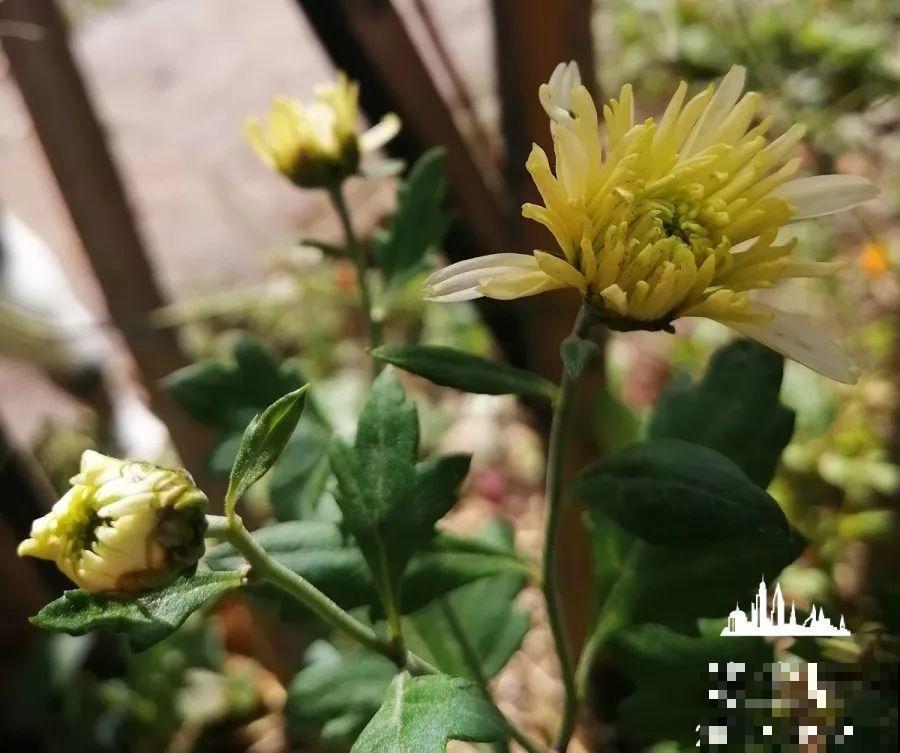 爱养花的人，就想有个小院子，喝茶赏花，过平静的日子！