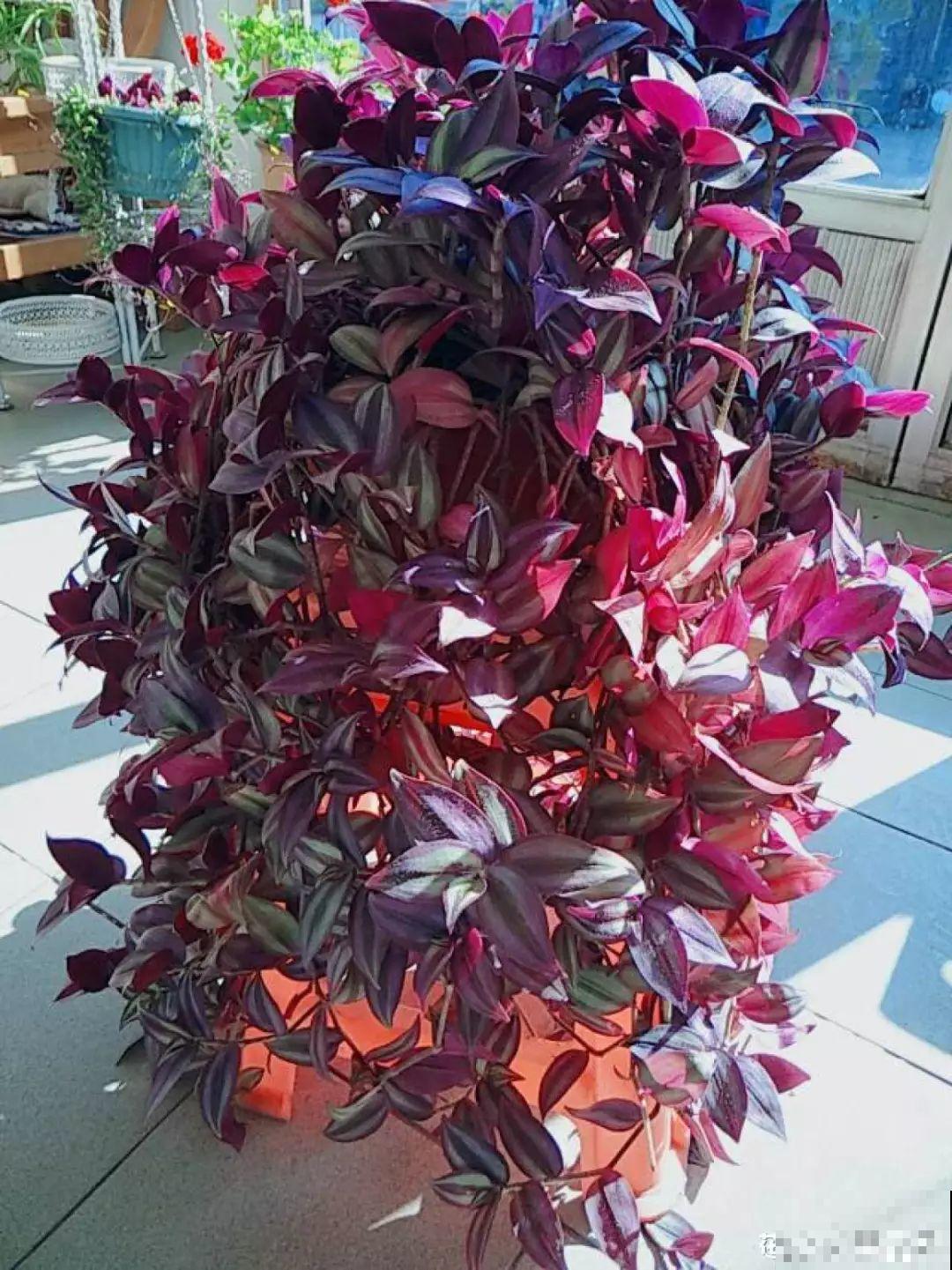 过年养10种花，红红火火一大片，连灯笼都不用挂了！