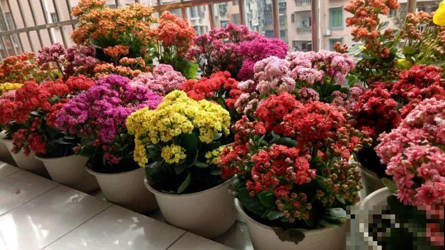 阳台封闭不通风养花，就选这8种花，能种出一个室内花园！