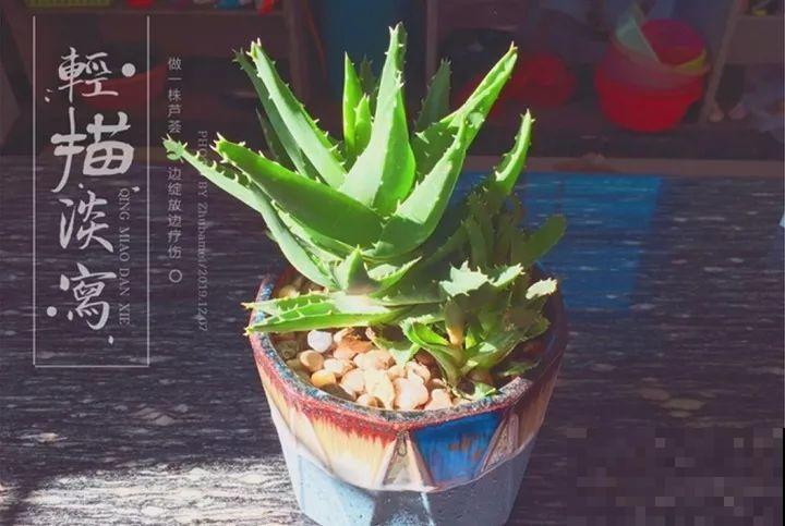 20种花最怕冷，一降温就黄叶，不做准备只剩空盆了！
