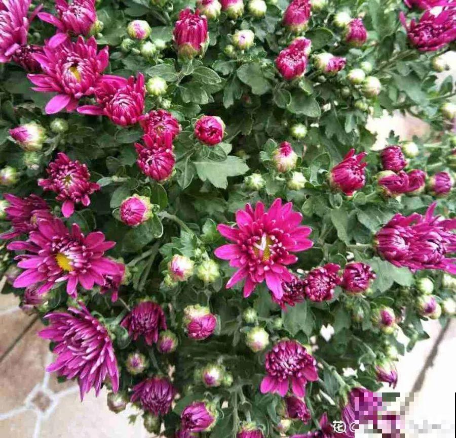 最适合冬天养的4种花，杀菌去异味，养一盆顶个空气净化器！