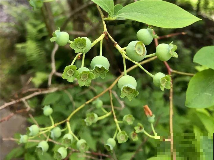 院子里栽棵它，年年结果一箩筐，吃起来真过瘾！