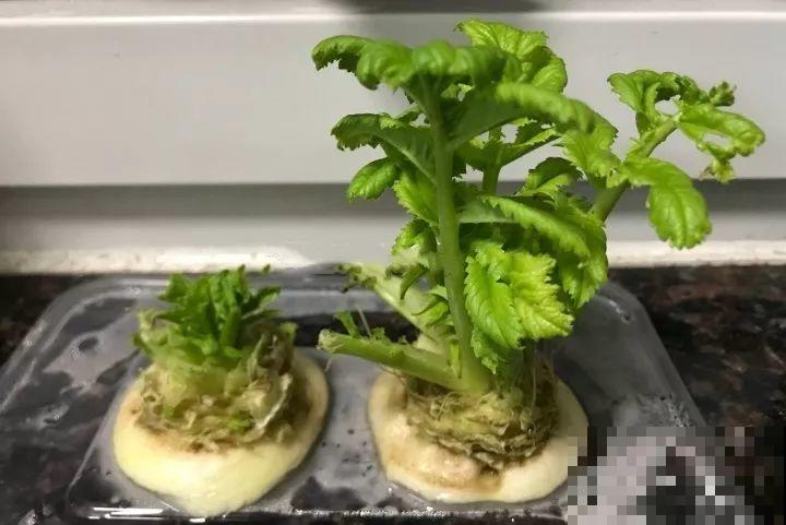 爷爷拿萝卜当花盆，种上大蒜蹭蹭长，邻居天天跑来看！