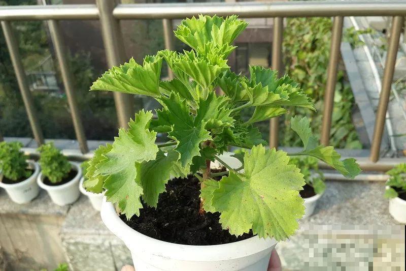 这花冬天冻一冻，开花才会爆满盆，正好赶上过年！