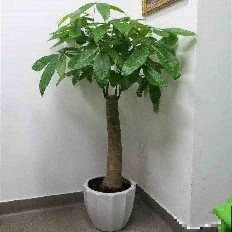 这花最怕水，一浇就烂根，旱一旱反而枝繁叶茂！