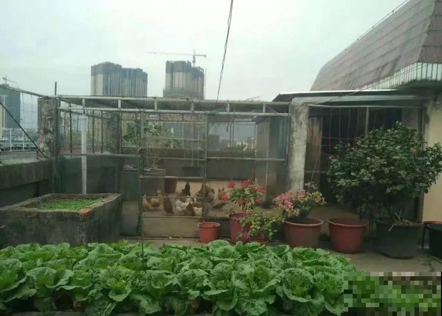 她在楼顶养花种菜，再喂喂鸡，日子过得悠闲又自在！