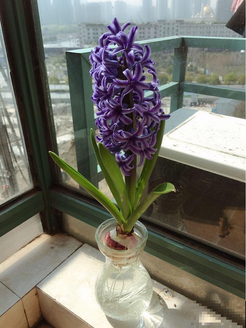这种花，水里土里都能种，开花满屋飘香