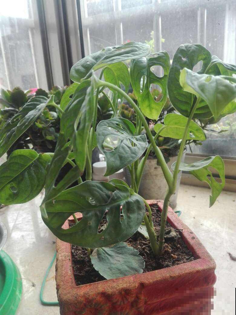 这花超耐阴，养在家里爬满整面墙，特好看