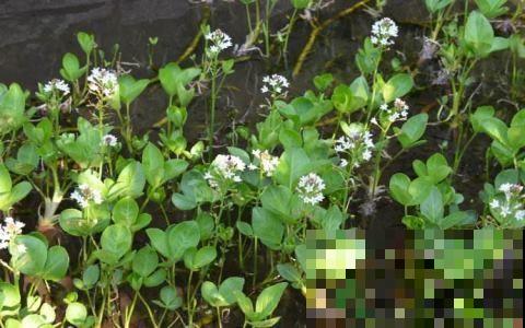 野外这草真奇怪，几颗棵就想呼呼大睡，整天失眠的人有福了！