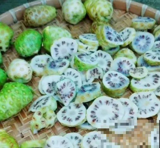 为了养花，她跑到海南，用10年把荒岛变花园！