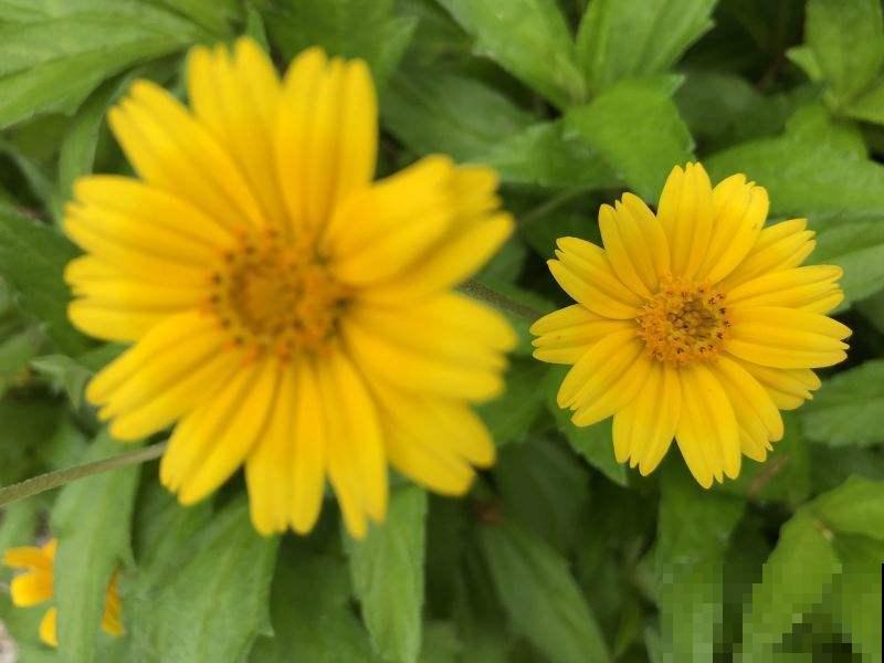 这野菊花种一棵冒出10棵，把它名字能读对的，都是顶级文化人！