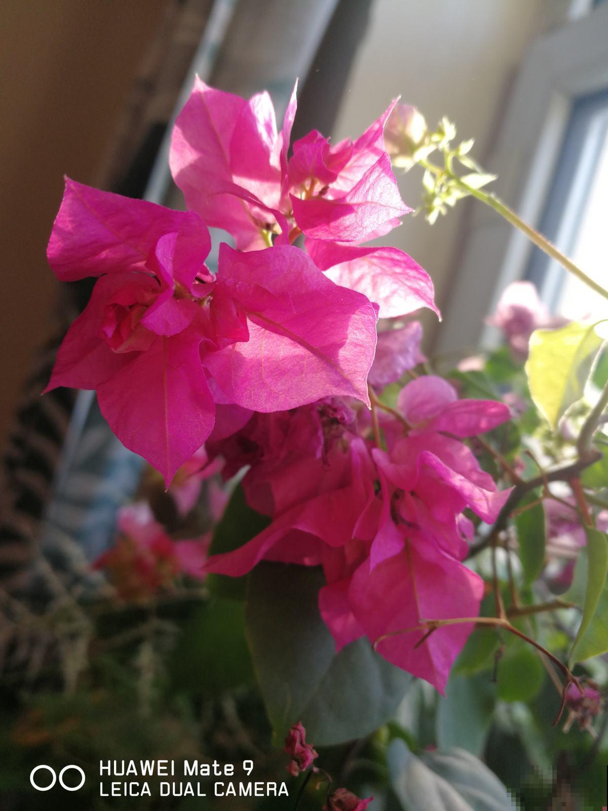 冬天想赏花的，这花一定要养一盆，放在室内就能开爆！