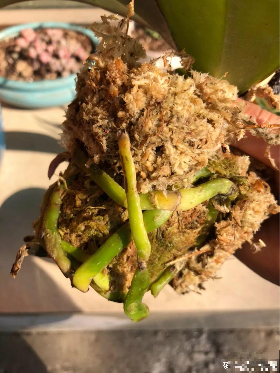 特神奇的花，绑在木头上也能活，一根枝能开20朵花！