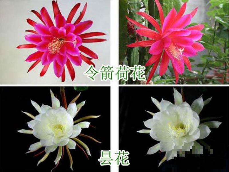 养了2年的花，一直没开，老花农一眼就知道买错了！