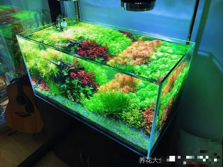 养不活的花丢鱼缸里，沾水立马就疯长，大冬天呼呼长不停！