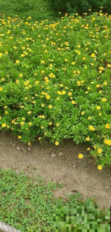 这野菊花种一棵冒出10棵，把它名字能读对的，都是顶级文化人！