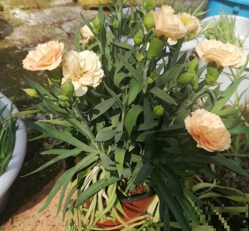 母亲节买的康乃馨，盆栽起来，开花更美！