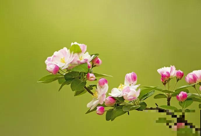 12种名花，如12位良师益友，与之相伴今生足矣！