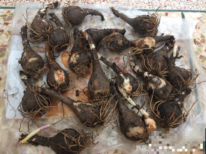这花简直就是“爆球机器”，今年种1个，明年收一堆，赚大了