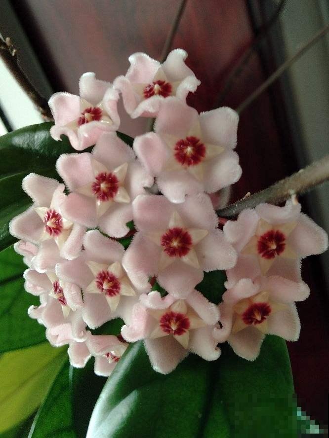 耐阴花就养它，开花像花球，满屋飘香
