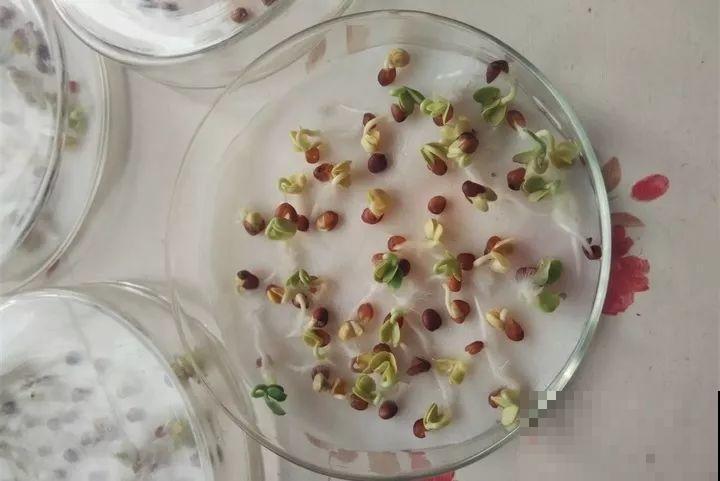 15块的黄金菜，自己在家就能种，成本只要1块钱！