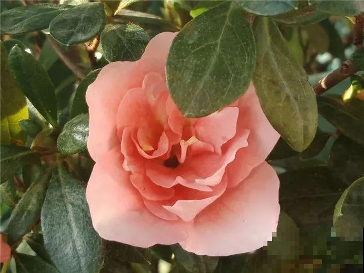 都说这花难养，10年不换盆，年年开花成宝贝！