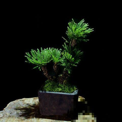 死不了的花，给点水就能活，养死它的人还没找到