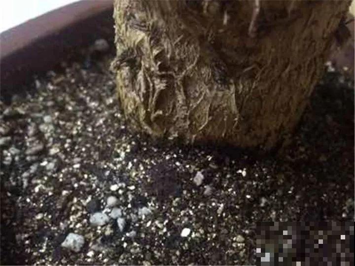 10种花，冬天切记管住手，小心浇完水就掉叶子！