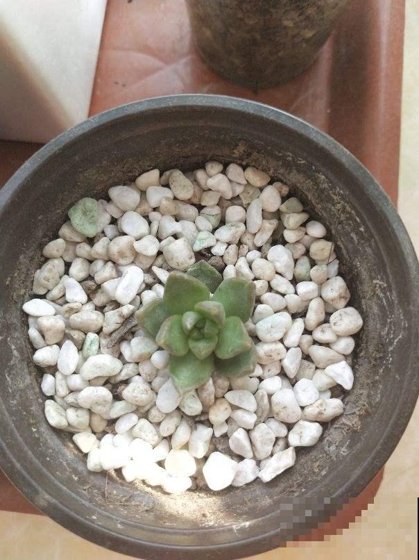 多肉铺面到底干嘛使？几十年的老花农：用处多得很