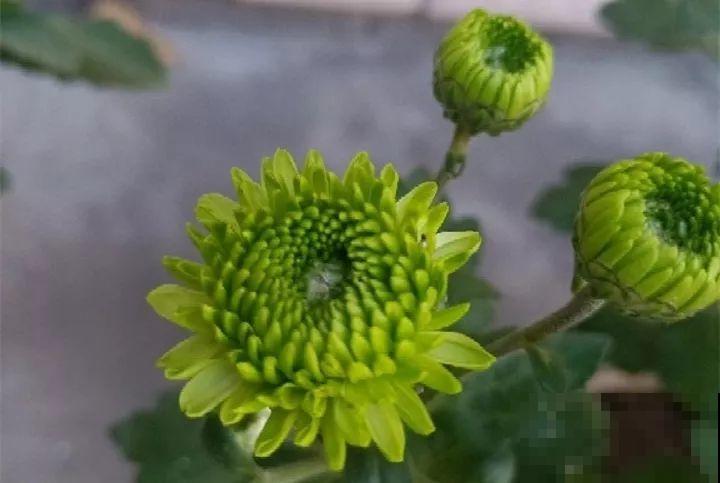月季花上长多肉？头一回见，邻居天天跑来看！