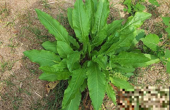 这种野生菠菜长得到处是，原来还有这大作用，再也不当杂草拔掉了