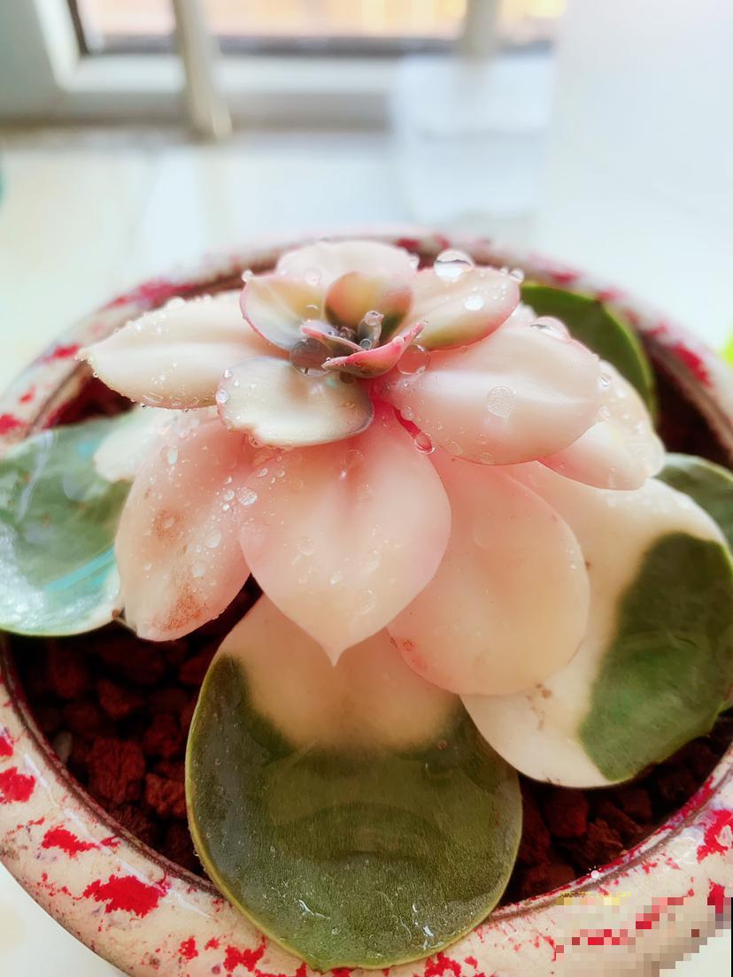 花市的3大骗局，现在了解，过年买花不吃亏