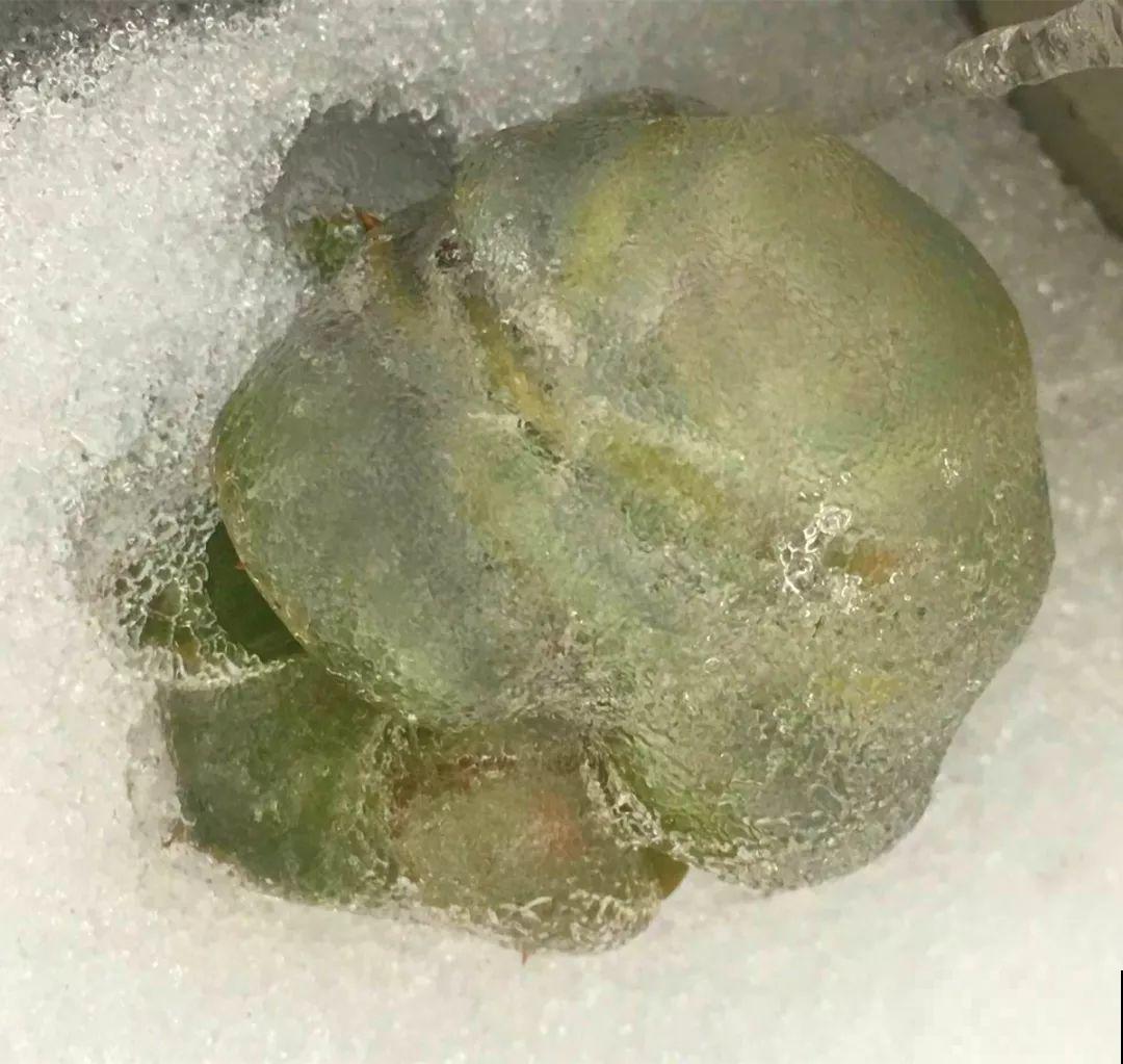 多肉忘了搬回家，一夜冻成冰疙瘩，手一碰哗哗掉！