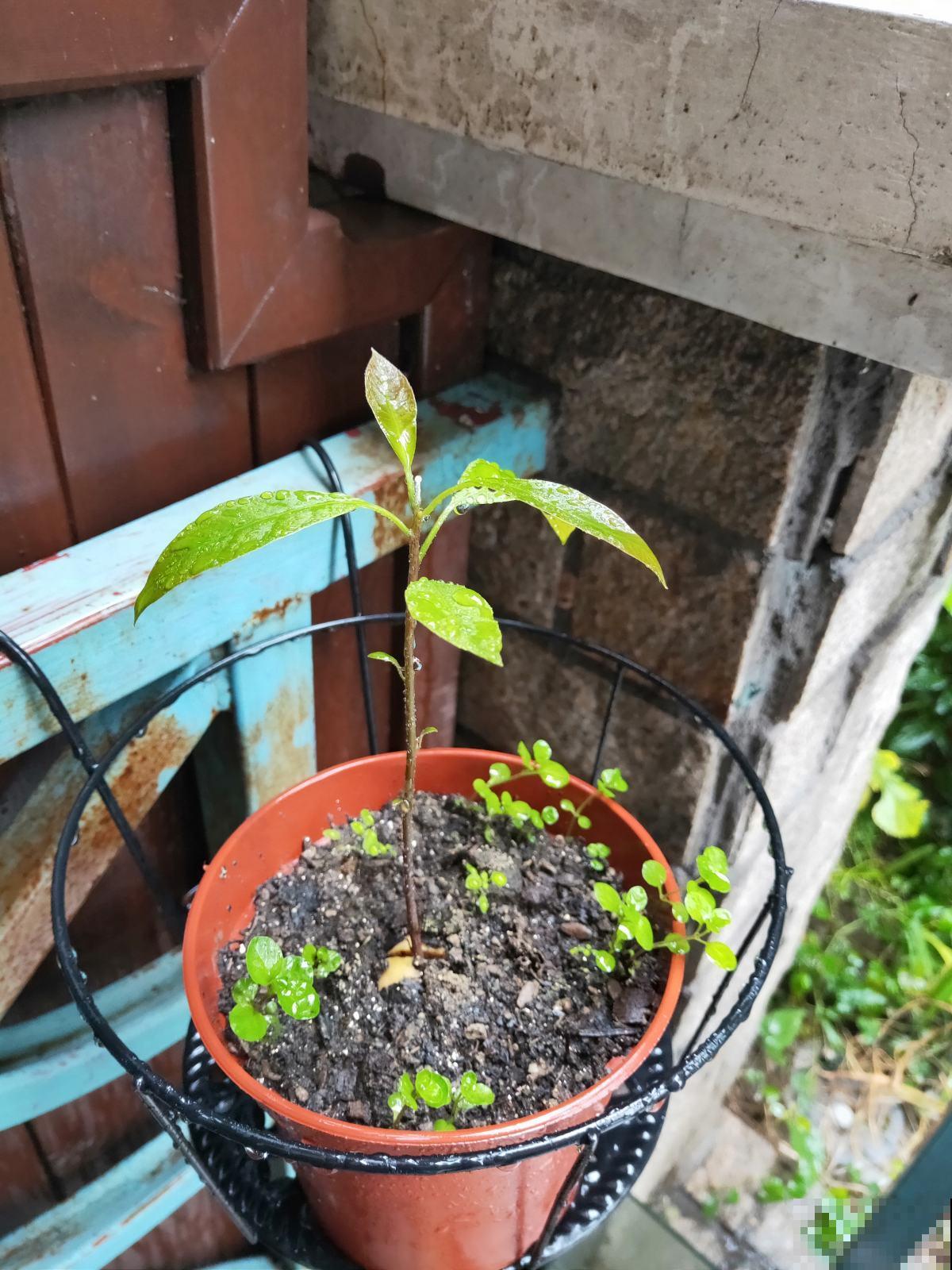 牛油果超市卖得很贵，吃剩的核埋土里，很快长成小树苗！