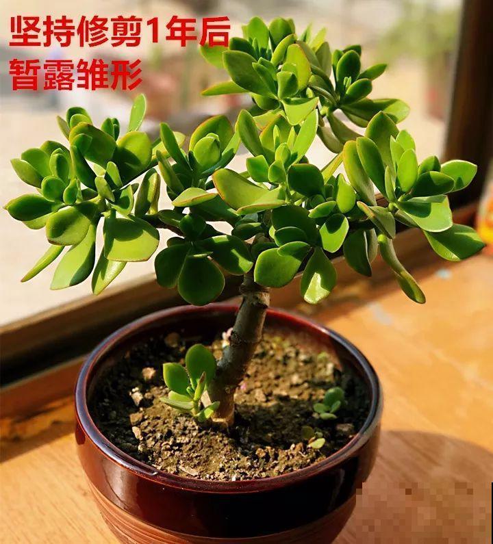 最受欢迎的花，修修剪剪，立马就变的不一样了