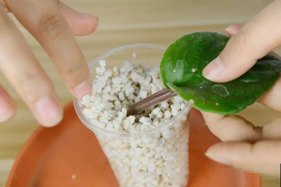 11种耐阴花，光不好也能嗖嗖长，开出2米大花墙！