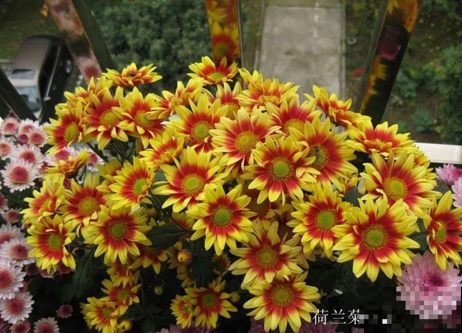 1米宽的防盗窗，挤满99盆花，掐一把开一片！